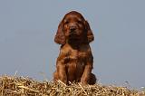 SETTER IRLANDAIS 130